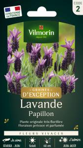Lavande Papillon